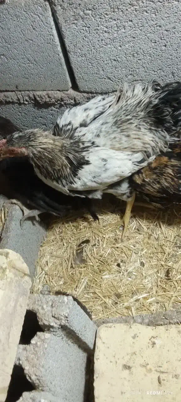 مرغ وخروس محلی|حیوانات مزرعه|قم, پردیسان|دیوار