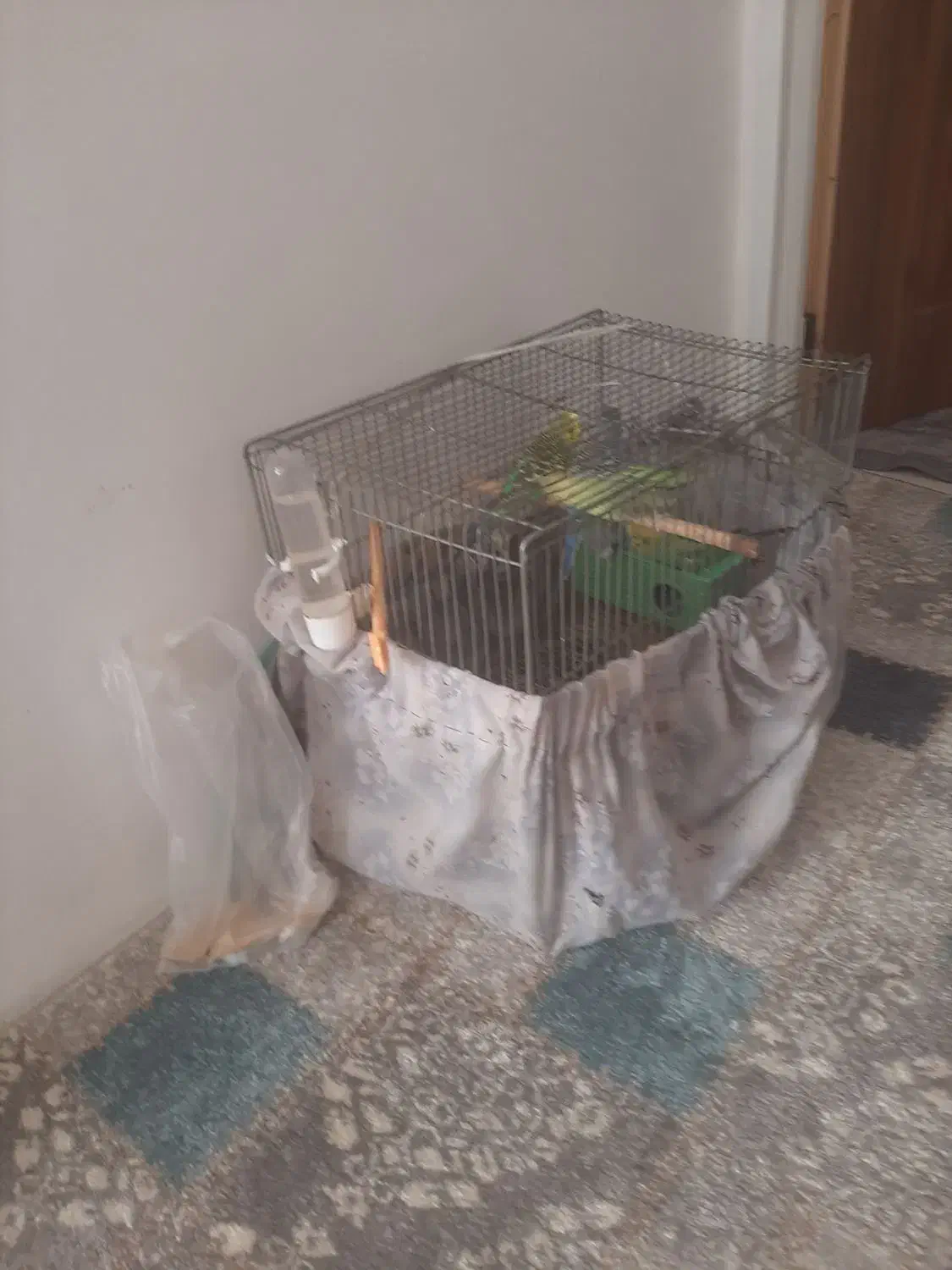 ۸عدد پرنده مرغ عشق|پرنده|الوند, |دیوار