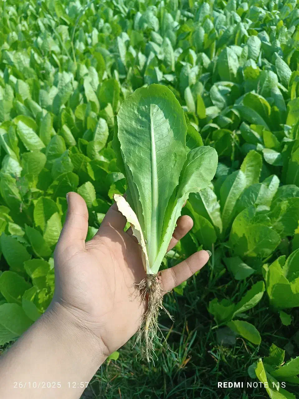 کاهو سفید گریفاتون فرانسه(پیرزا)|گل و گیاه طبیعی|بابکان, |دیوار