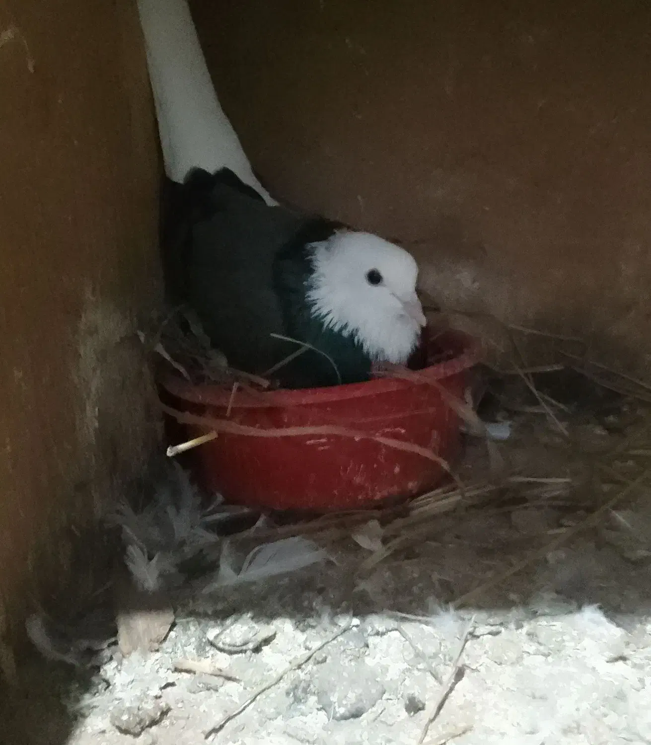 کبوترهای شازده سبزوشازده سیاه بسیارزیبا|پرنده|قائمشهر, |دیوار