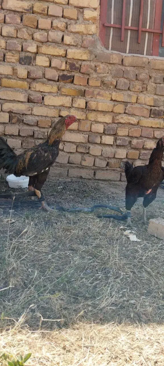 تخم لاری نطفه دار|حیوانات مزرعه|قم, شهر قائم|دیوار