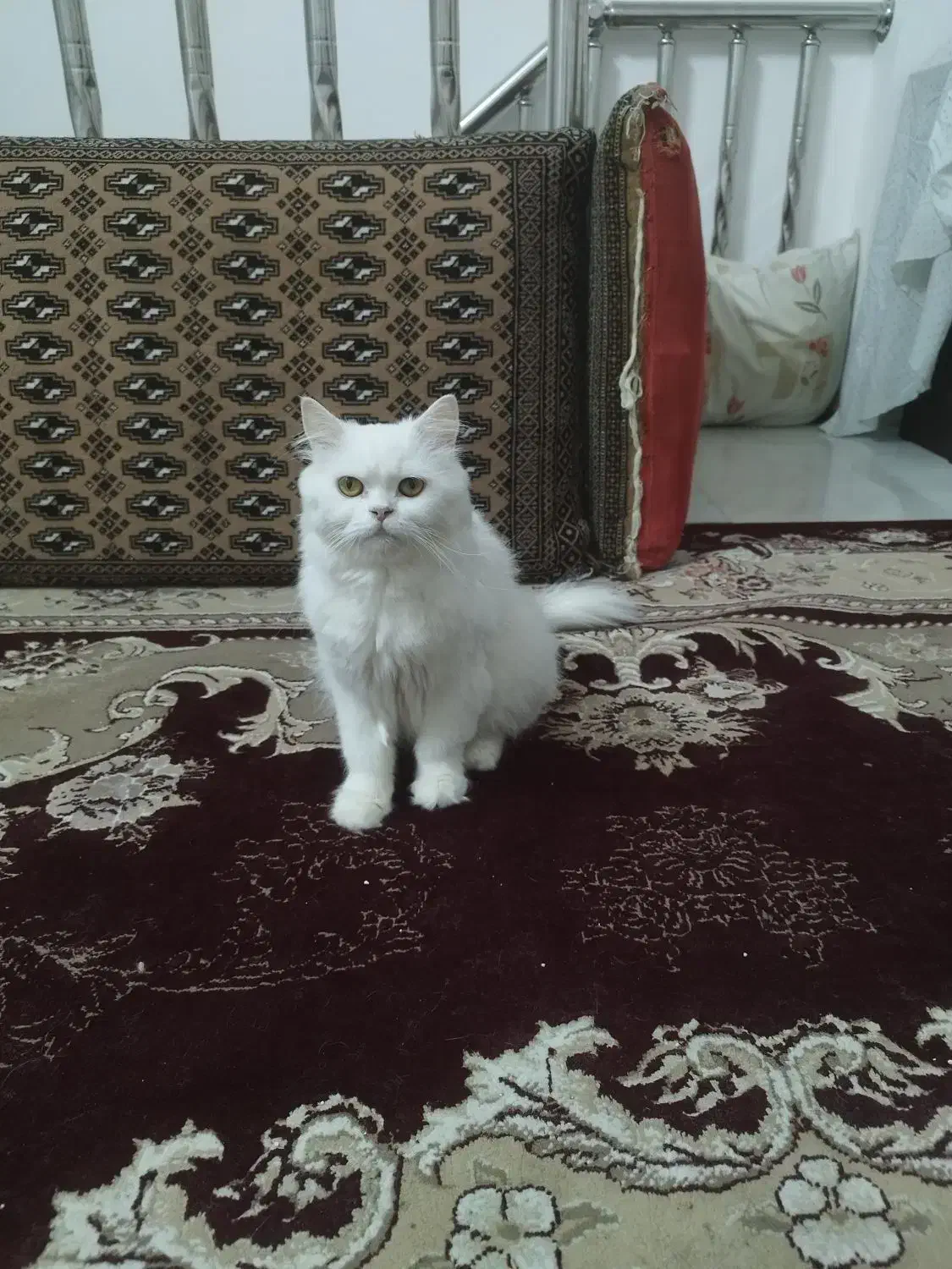 گربه اصیل اسکاتیش بریتیش|گربه|طرقبه, |دیوار