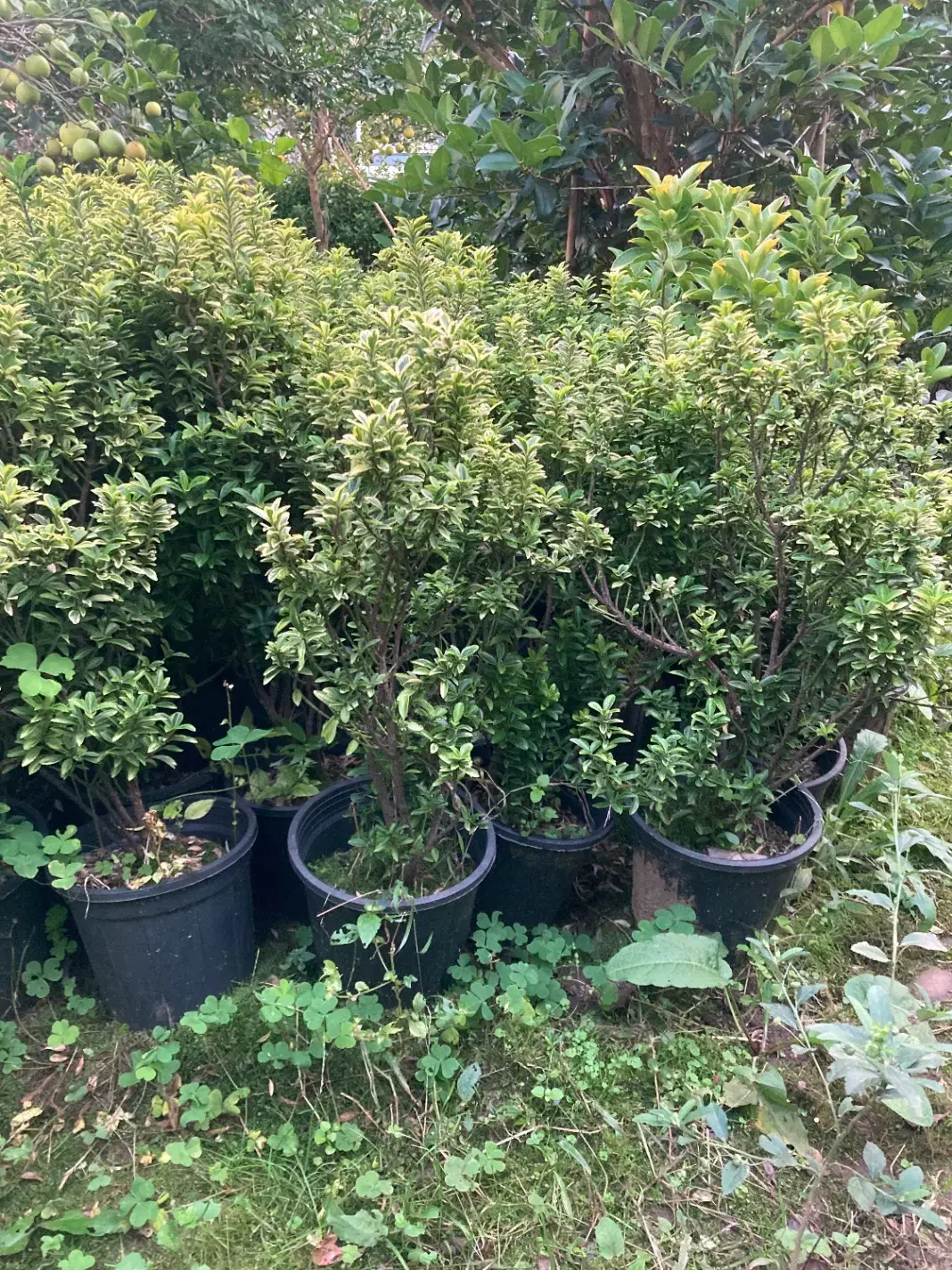 شمشاد سوزنی نعنایی و طلایی|گل و گیاه طبیعی|واجارگاه, |دیوار