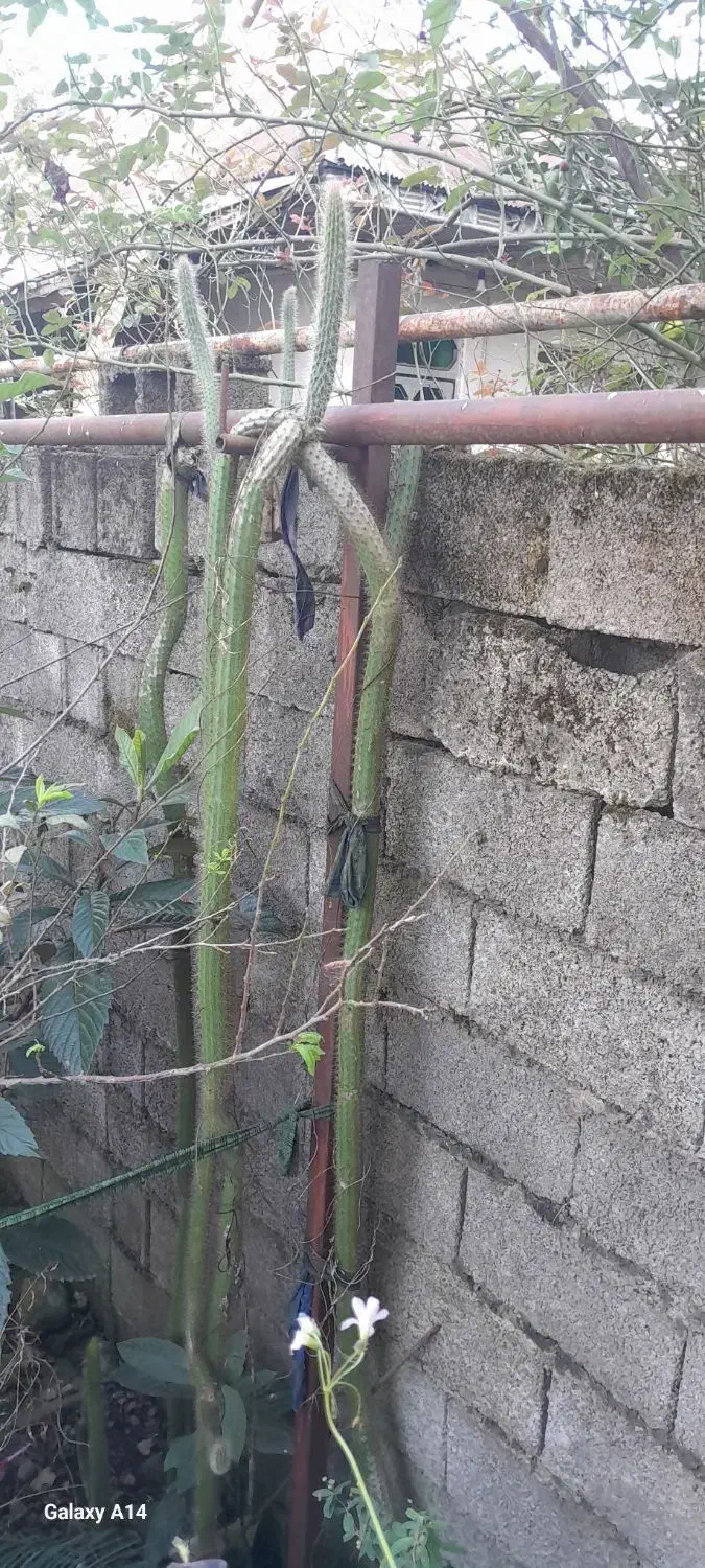 گل کاکتوس ماری بلند|گل و گیاه طبیعی|گوراب زرمیخ, |دیوار