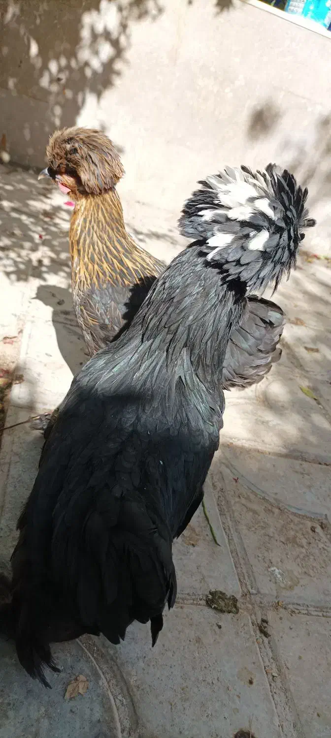 مرغ سلطان لهستانی|حیوانات مزرعه|شیراز, پودنک|دیوار