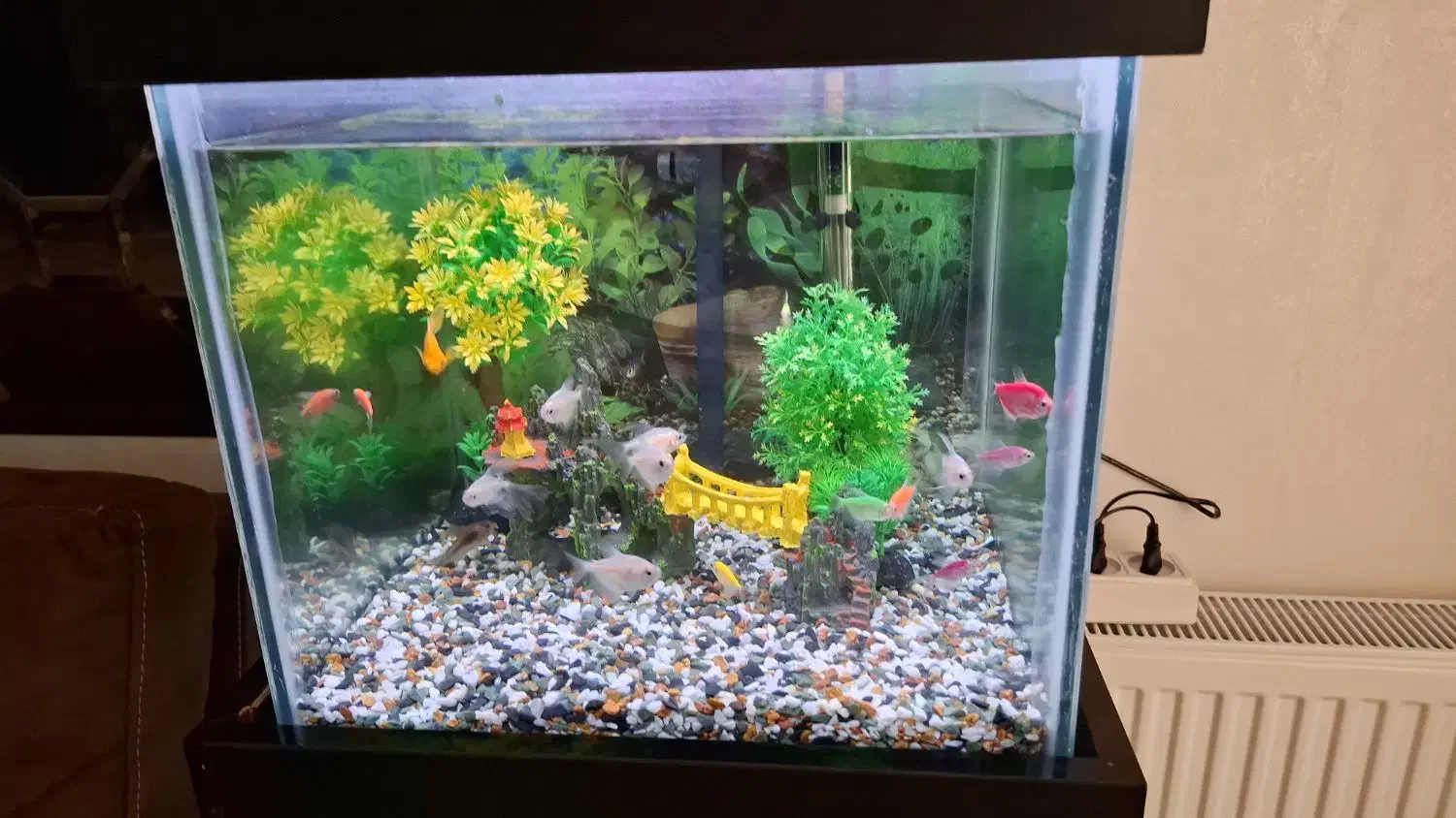 اکواریوم تمیز و قشنگ|ماهی|مشکین‌دشت, |دیوار