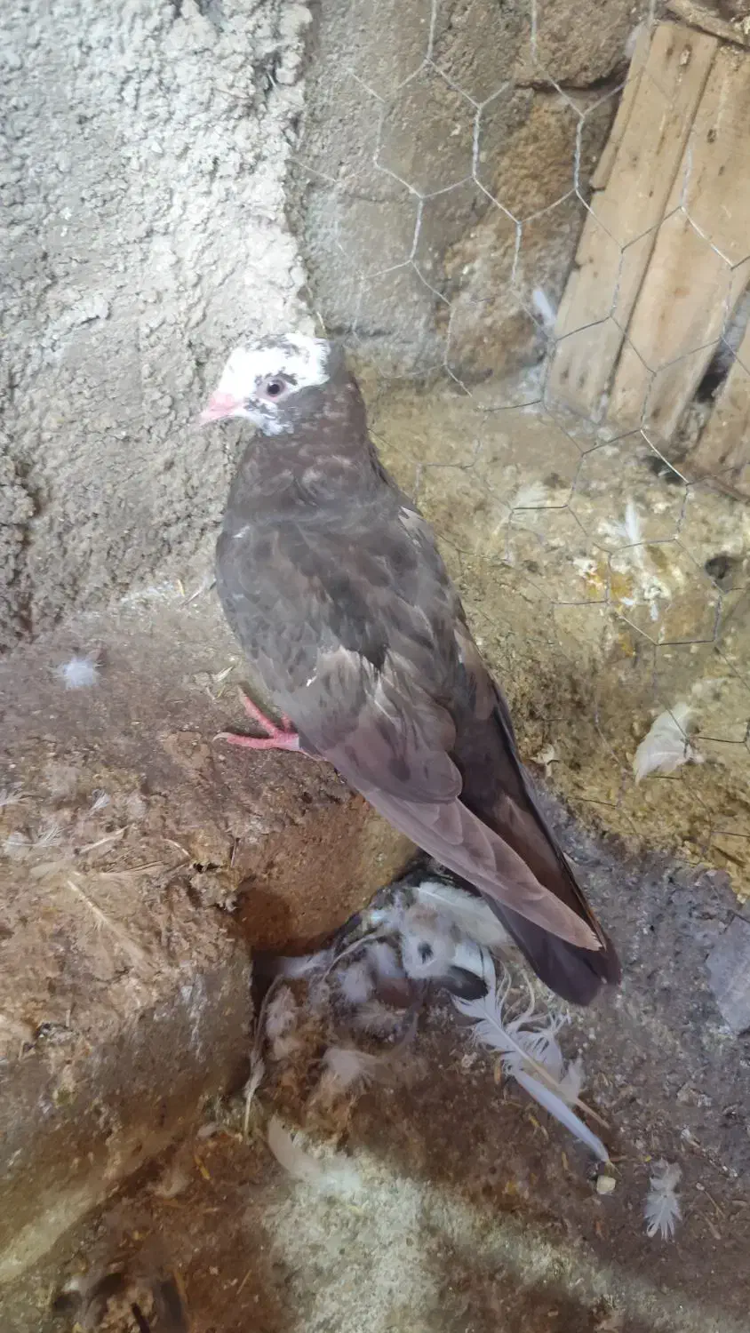 کبوتر امیدیه|پرنده|بندر امام خمینی, |دیوار