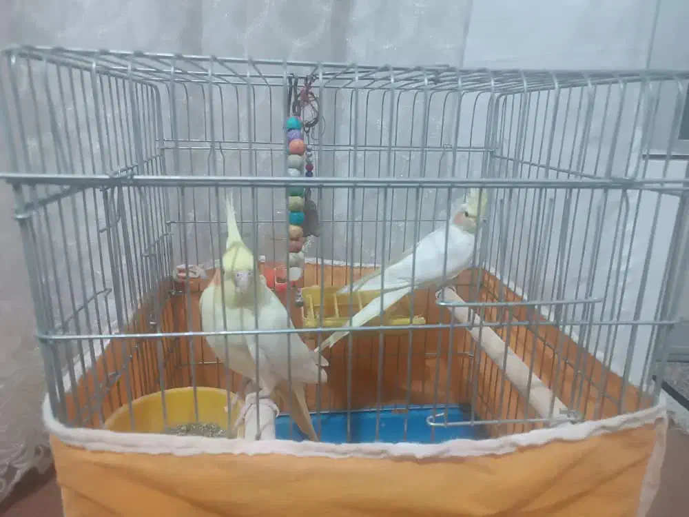 عروس هلندی|پرنده|نجفآباد, فردوسی|دیوار