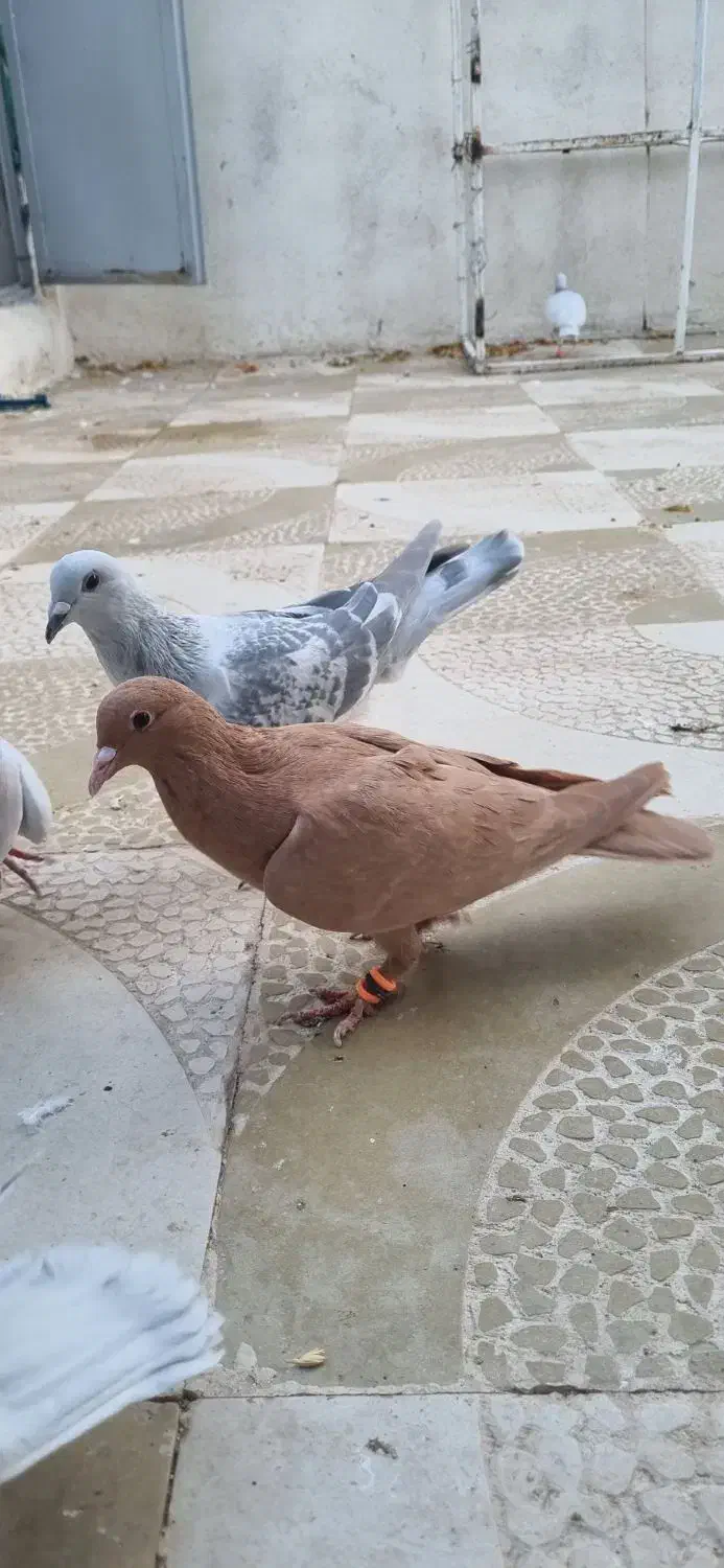 کرمونی شکلاتی|پرنده|تربتحیدریه, رباط سفلی|دیوار