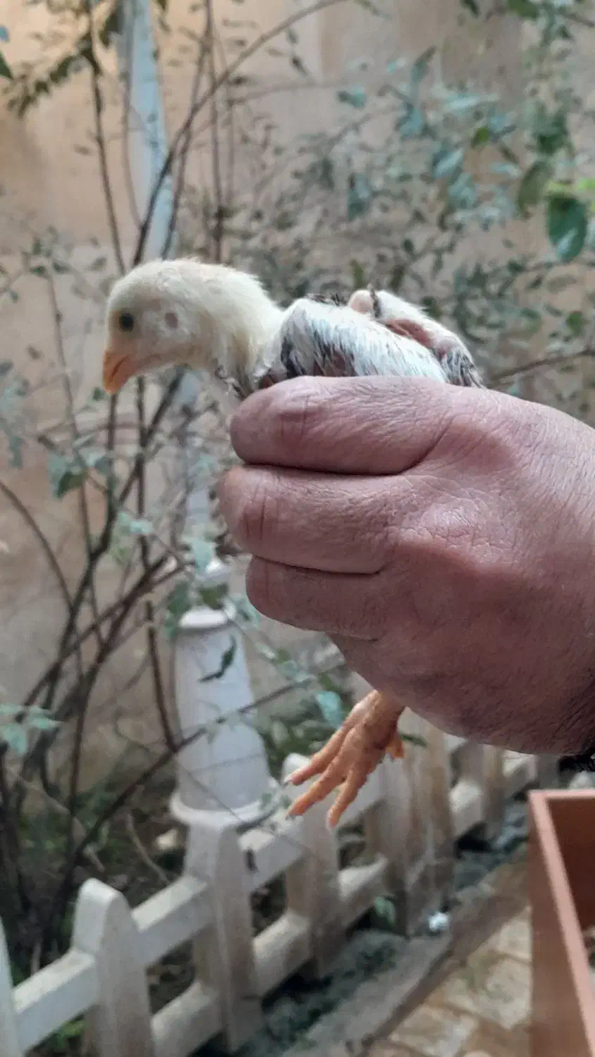 جوجه لاری اصیل|حیوانات مزرعه|صومعهسرا, |دیوار