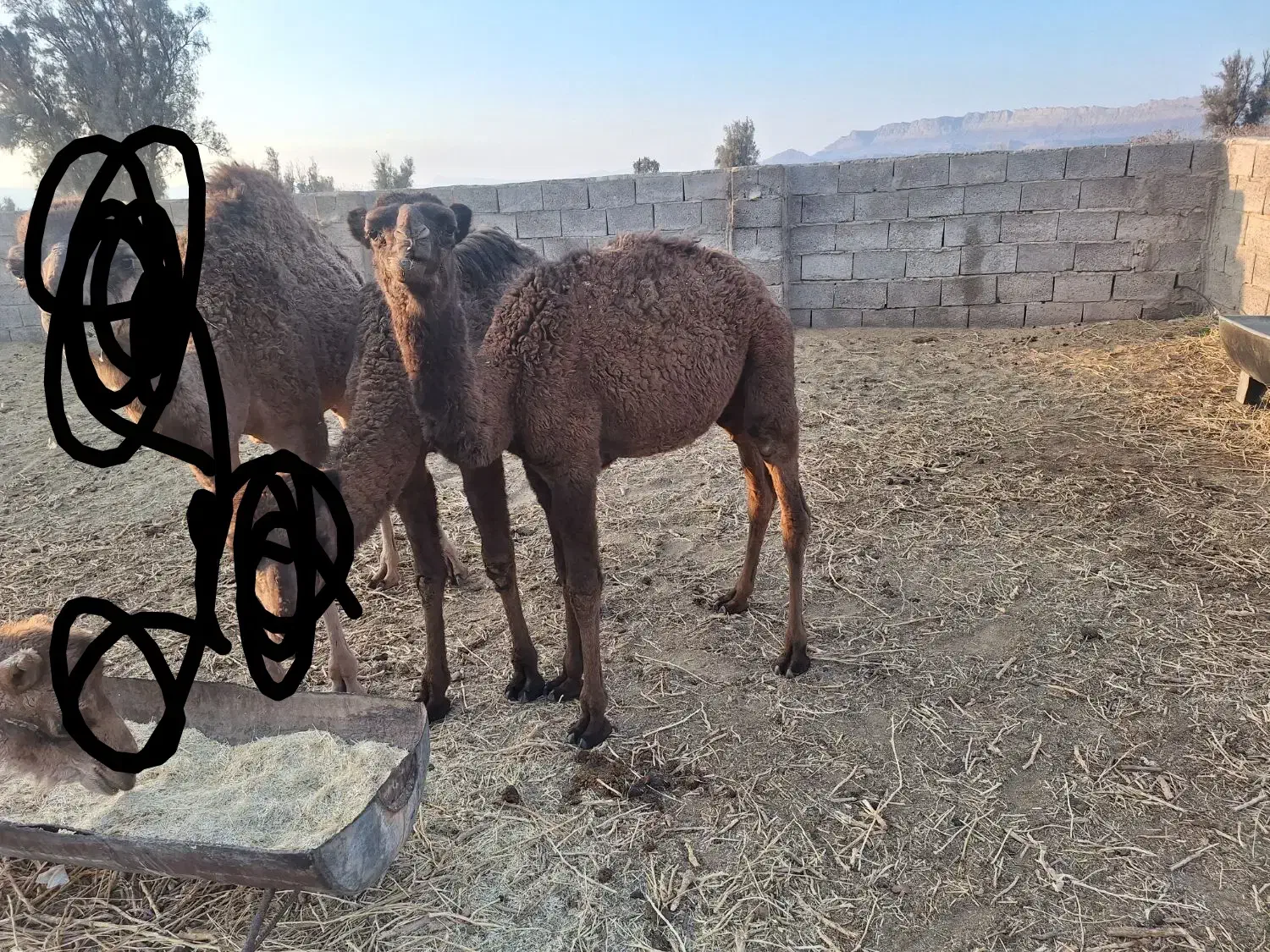 هاشی نر|حیوانات مزرعه|راور, |دیوار