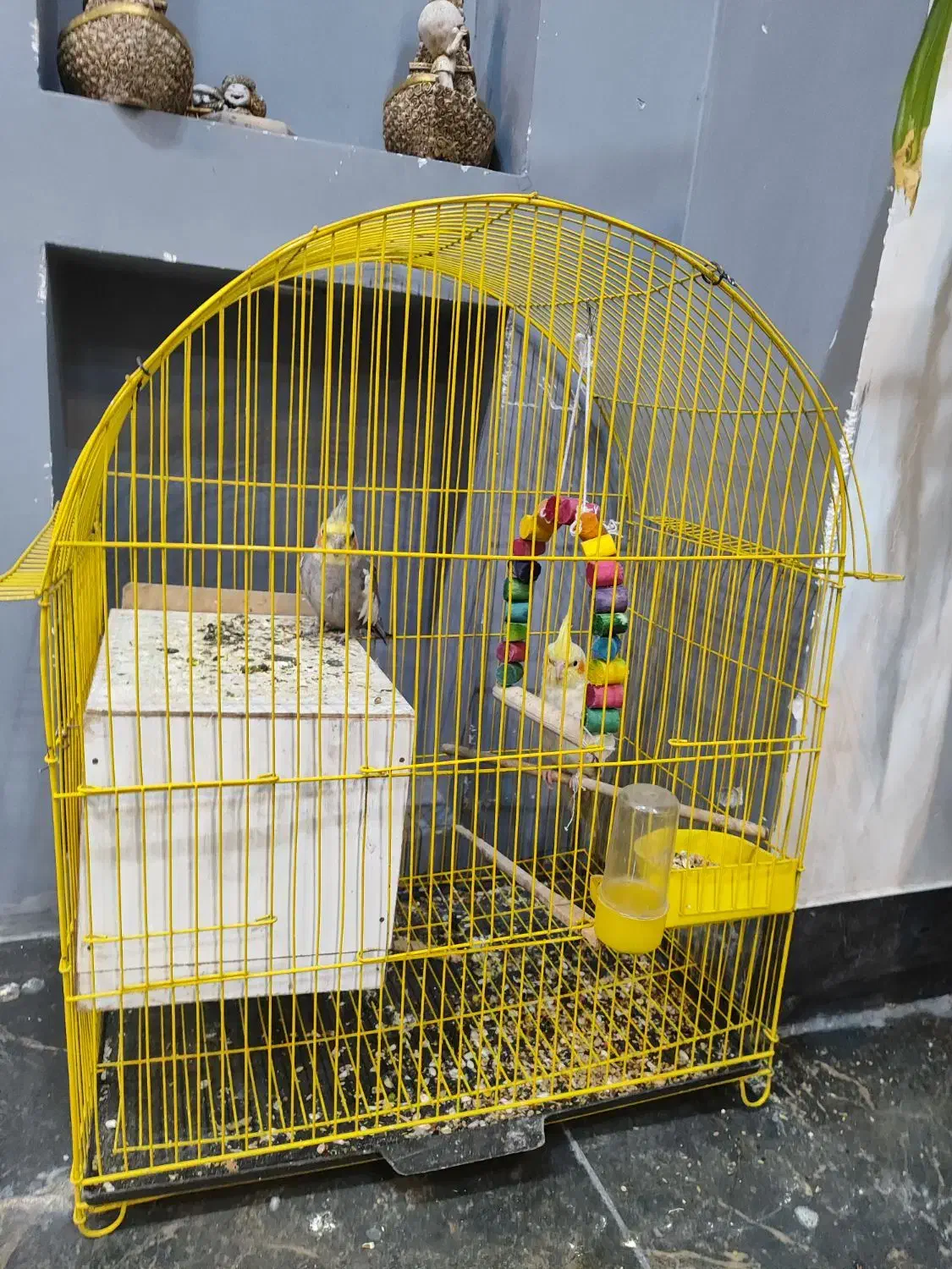 یک جفت عروس هلندی|پرنده|بردسیر, |دیوار