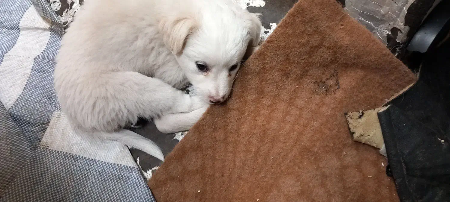 توله شیتزو ۲ماهشه|سگ|الوند, |دیوار