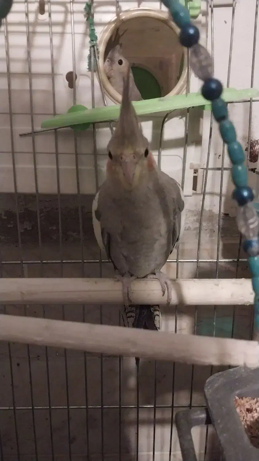 جوجه* عروس *هلندی* سینامون|پرنده|تهران, اتابک|دیوار