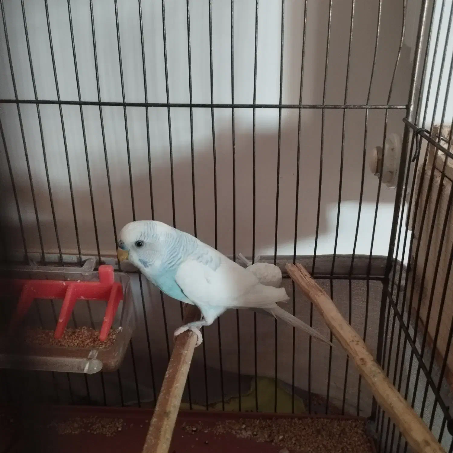 یک جفت مرغ عشق مولد|پرنده|ساری, |دیوار