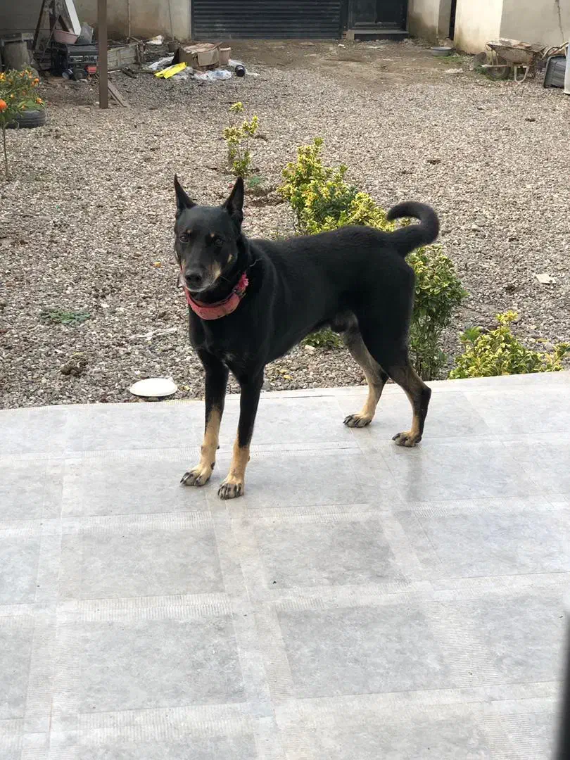 سگ نگهبان|سگ|رشت, شکار اسطلخ|دیوار