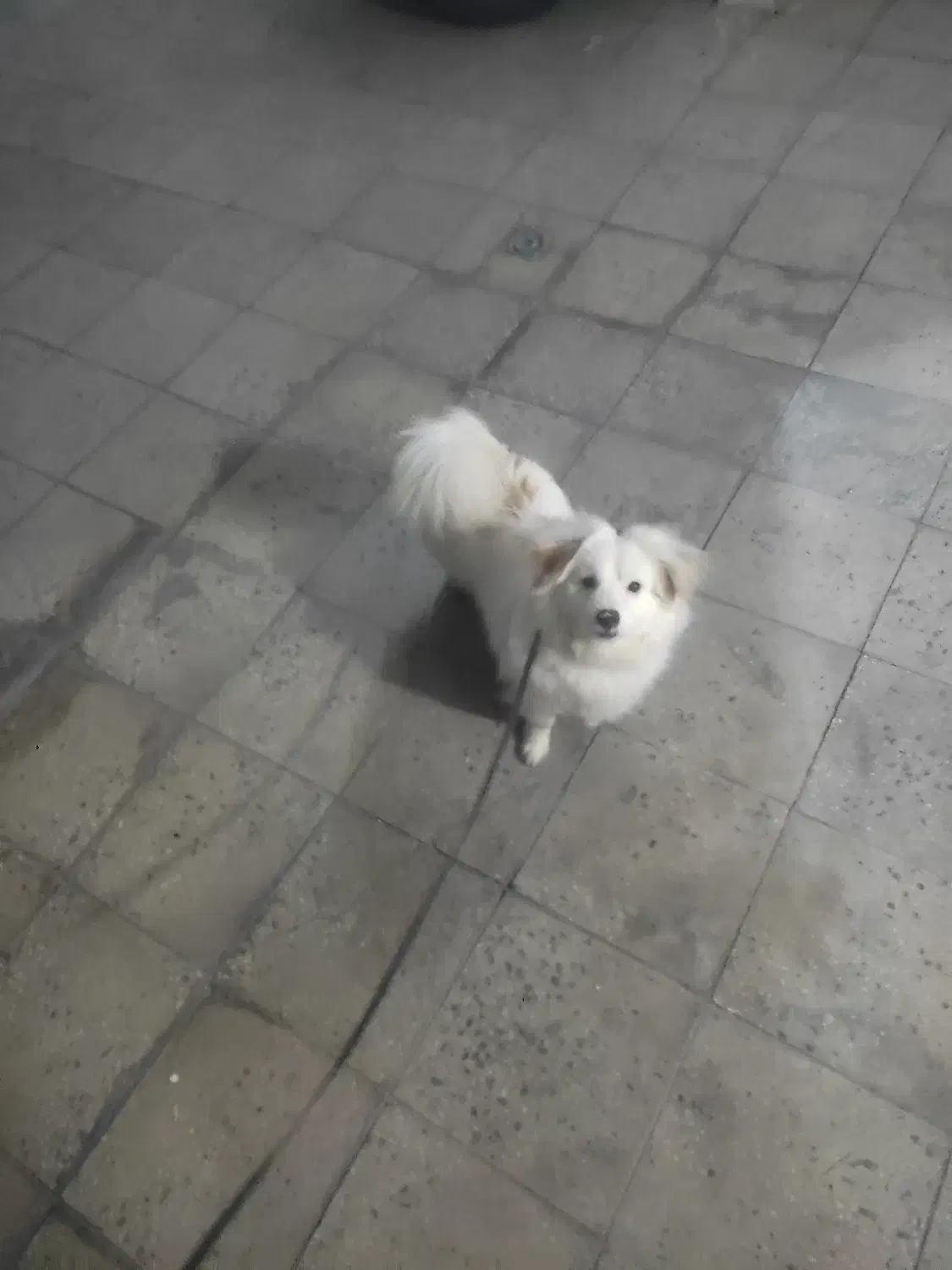 سگ پشمالو|سگ|ملایر, |دیوار