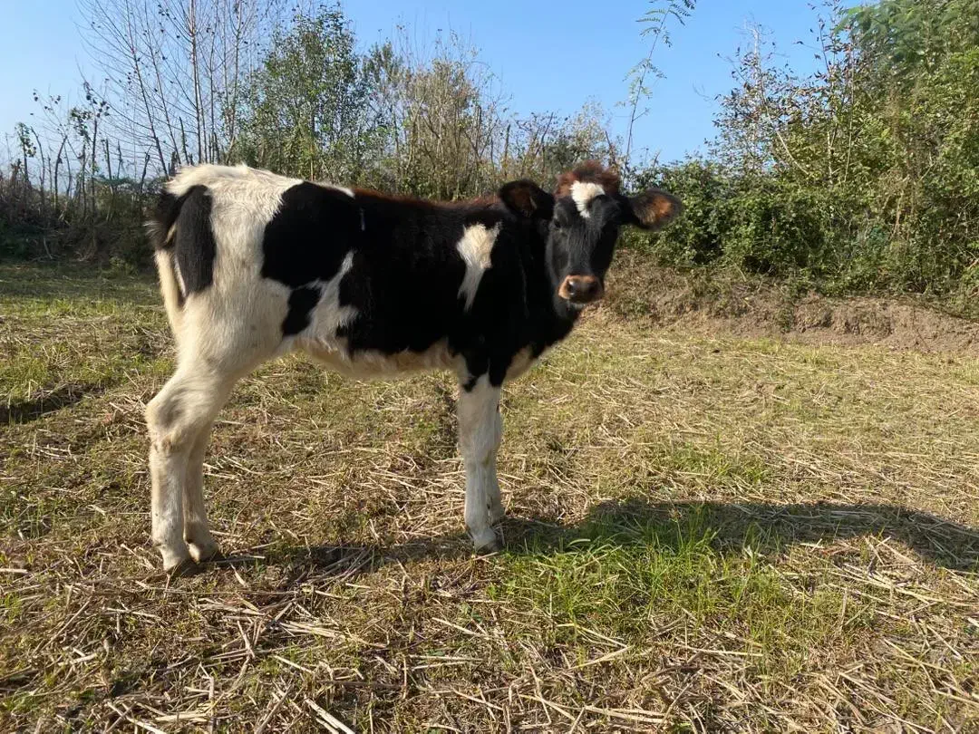 لیشه گاو شکم داردورگ سمینتال با گوساله اصیل|حیوانات مزرعه|گوراب زرمیخ, |دیوار