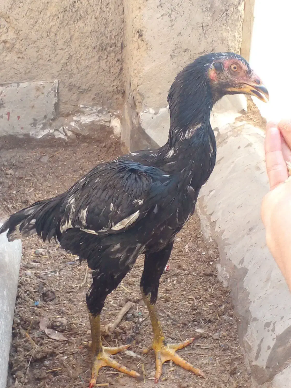 لاری|حیوانات مزرعه|برخوار, |دیوار