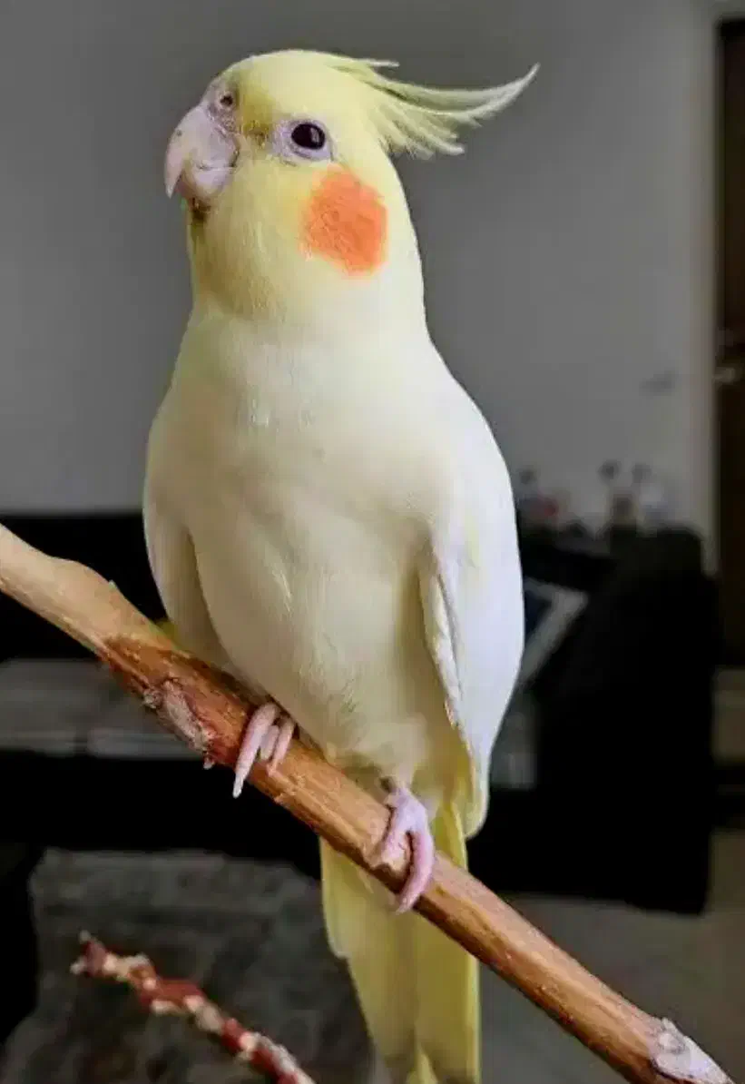 عروس هلندی|پرنده|قم, انسجام|دیوار