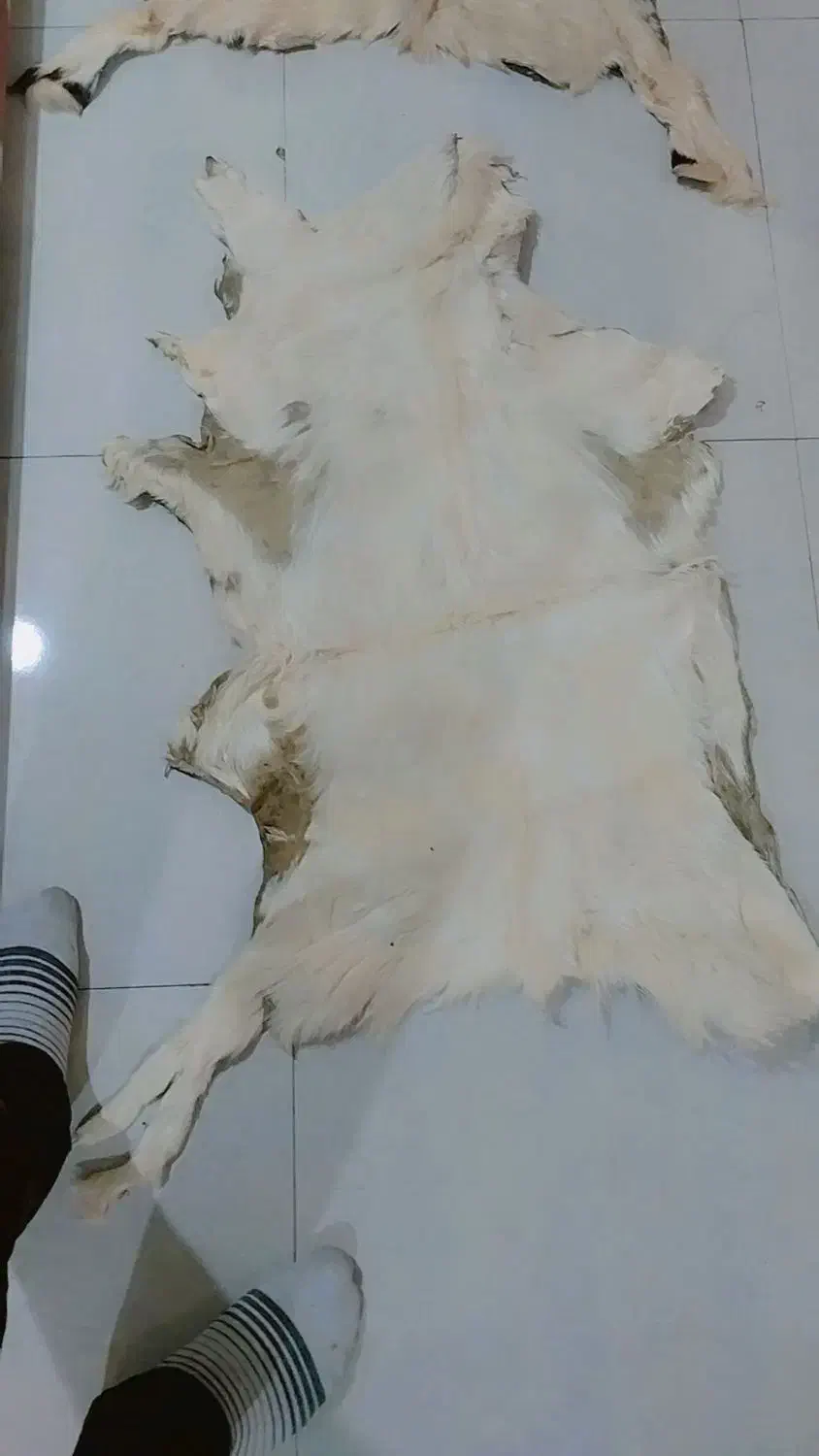 پوست گوساله تودلی زیر انداز|پادری|تهران, استاد معین|دیوار