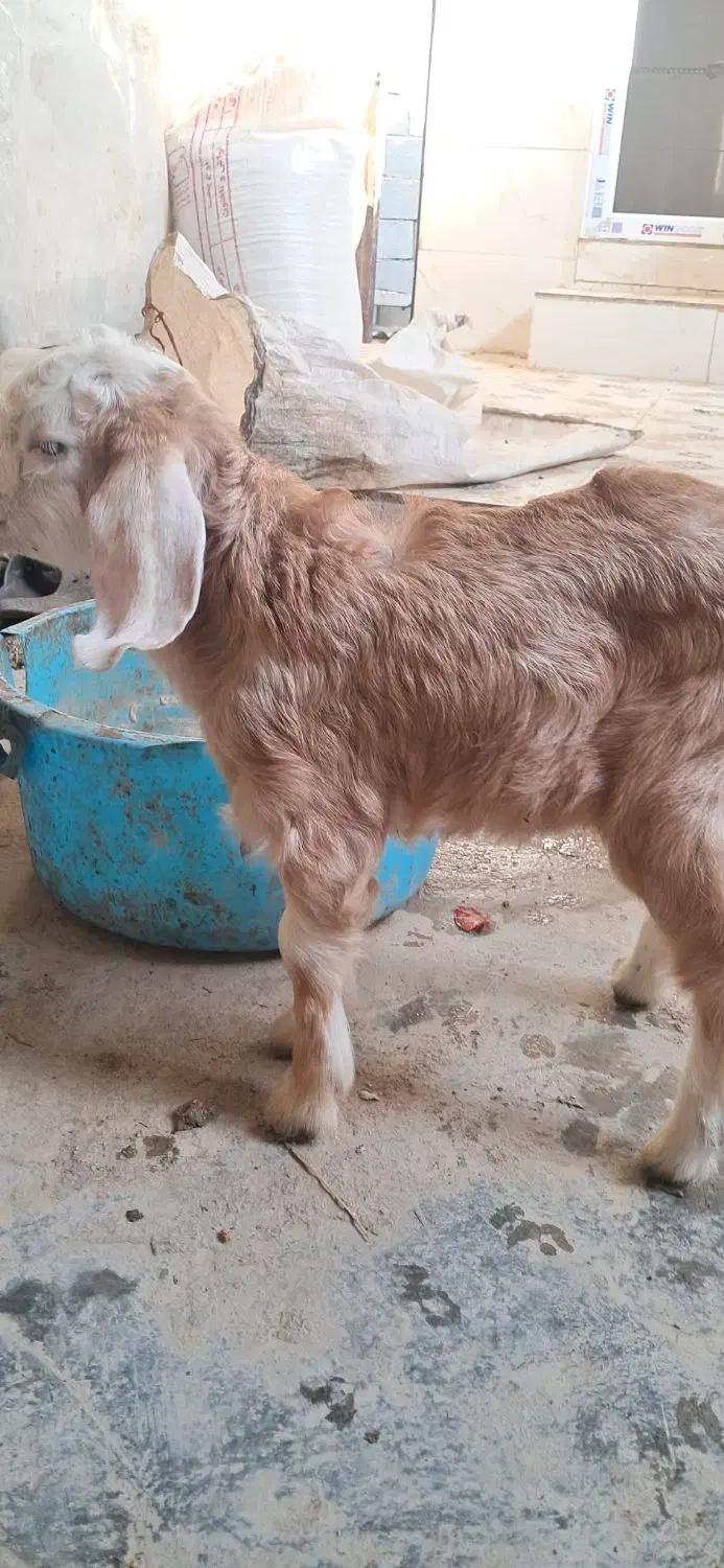 بز ماده|حیوانات مزرعه|بندر ماهشهر, |دیوار