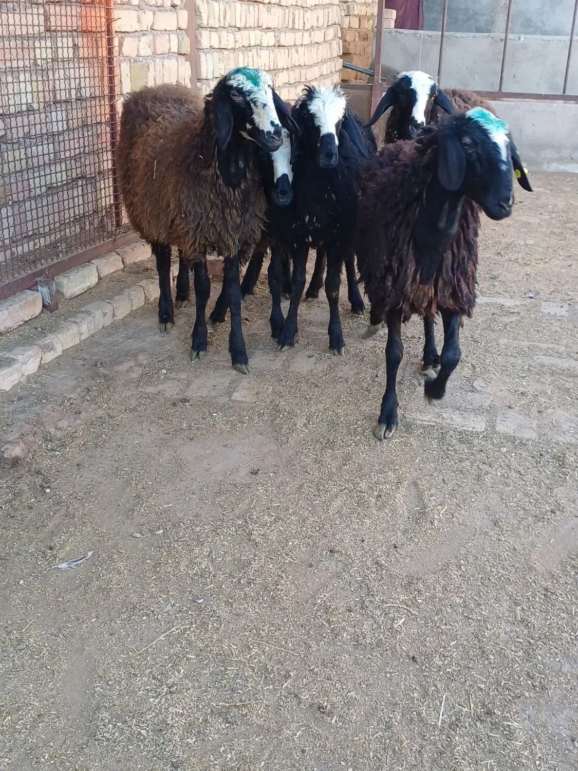 برهای ماده شالی|حیوانات مزرعه|قزوین, |دیوار