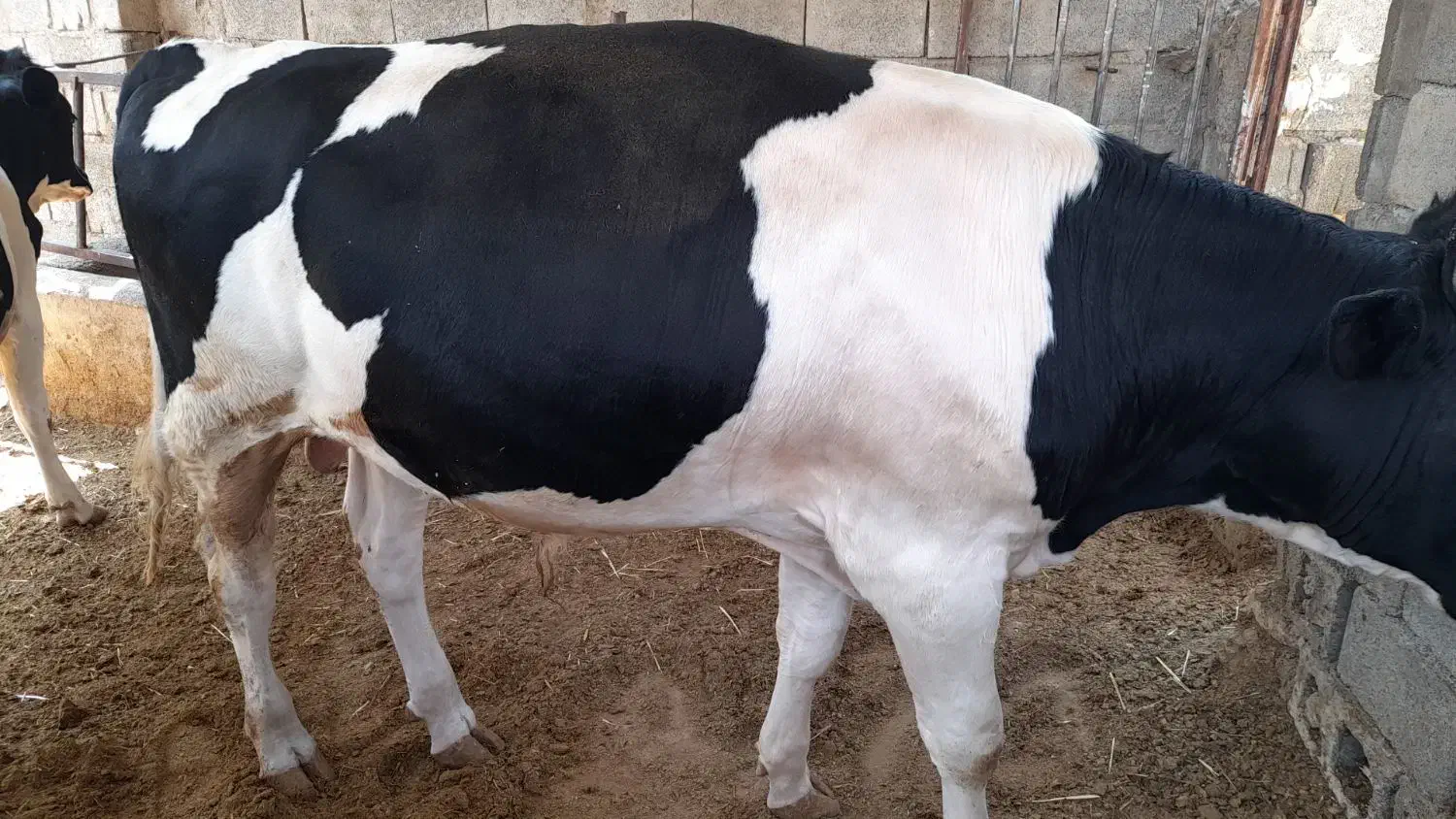 گوساله نر چاق|حیوانات مزرعه|شیراز, زرگری|دیوار