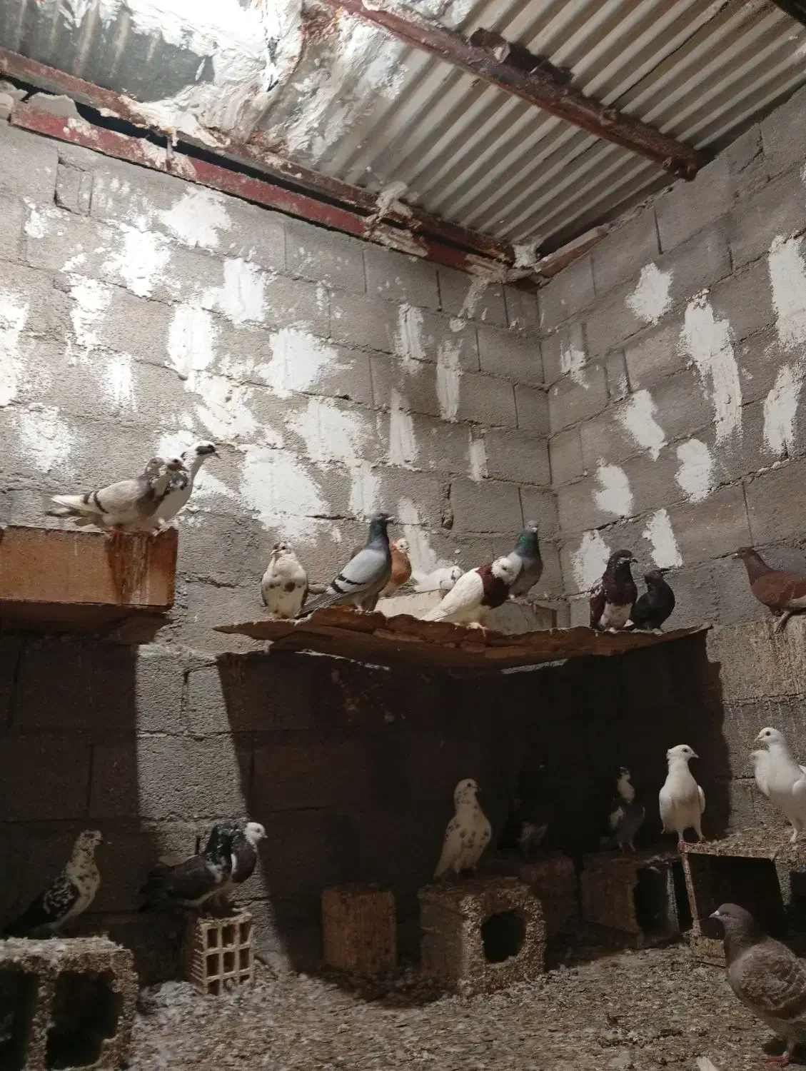 فروش کبوتر|پرنده|بندر دیر, |دیوار