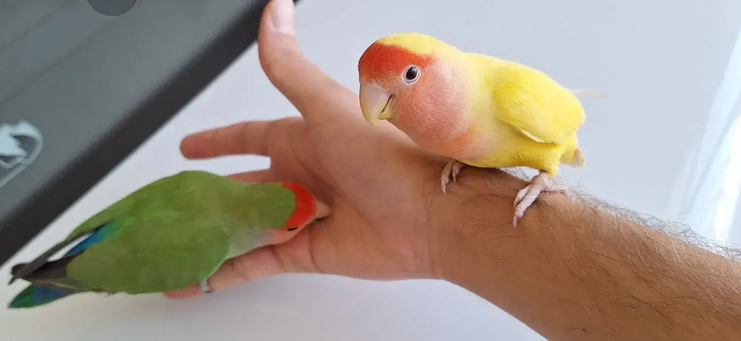 جفت طوطی برزیلی دستی مولد|پرنده|شهرکرد, |دیوار