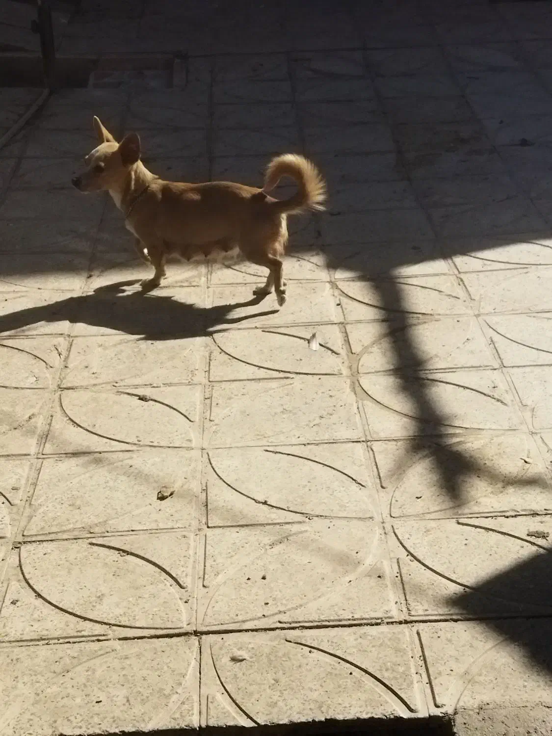 توله سگ پا کوتاه|سگ|کرمان, |دیوار