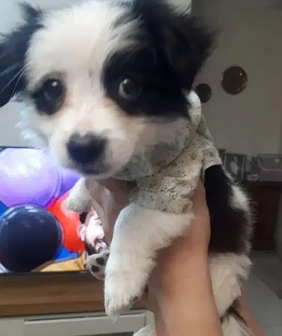 پامر اشپیتز|سگ|اندیشه, اندیشه فاز ۶|دیوار