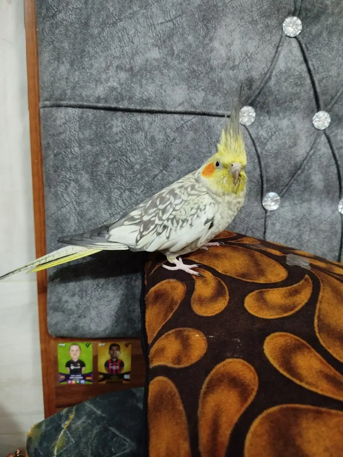 عروس هلندی|حیوانات|یزد, |دیوار