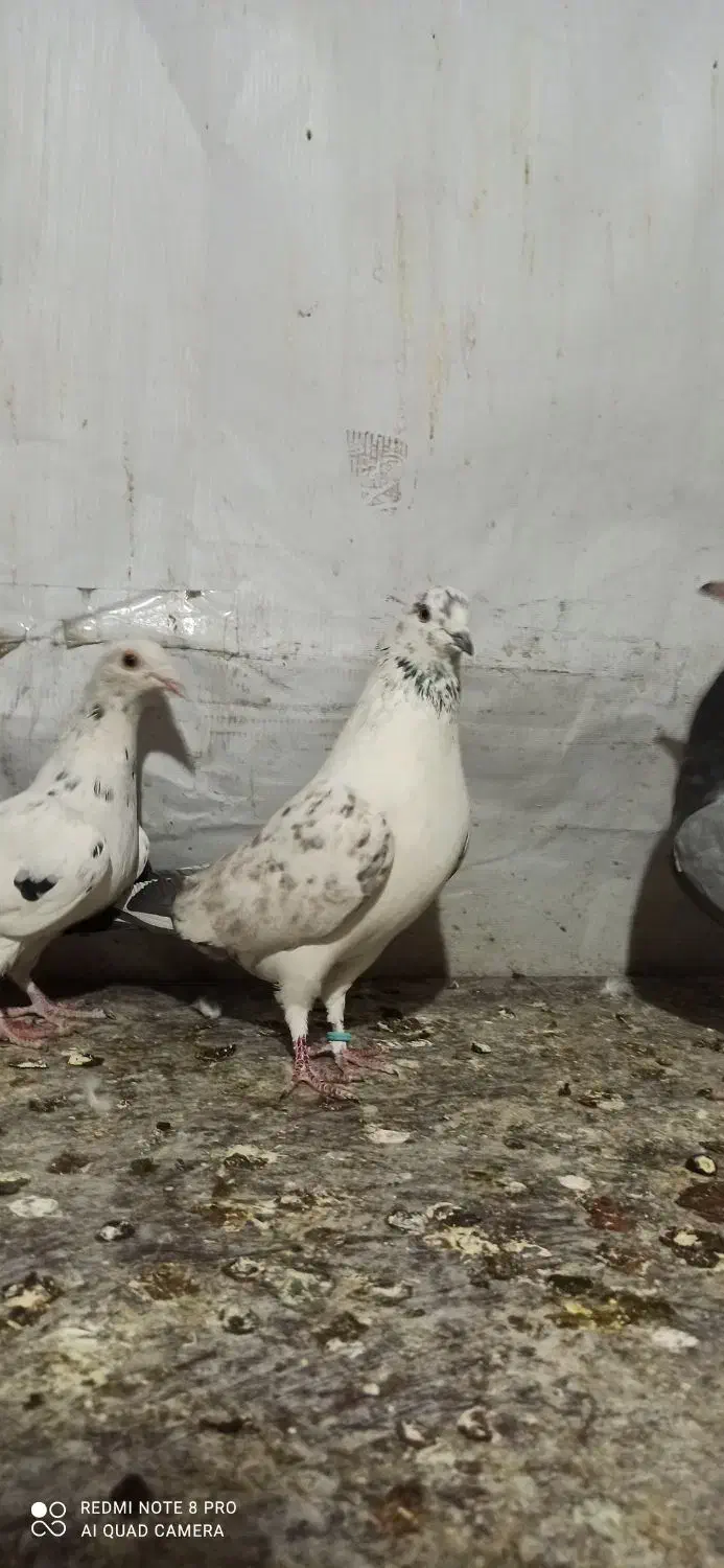 کبوتر تهرانی نر پرشی|پرنده|تهران, فاطمی|دیوار