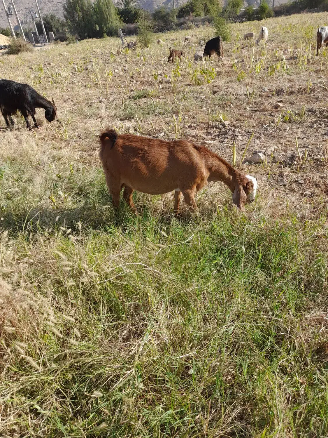 بز کهره دار وابستن|حیوانات مزرعه|جره و بالاده, |دیوار