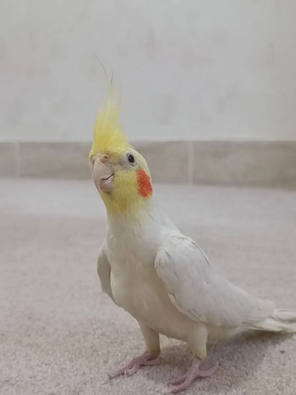 عروس هلندی|حیوانات|قشم, |دیوار