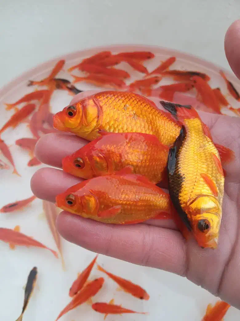 ماهی عیدی|ماهی|نجف‌آباد, امیرآباد|دیوار