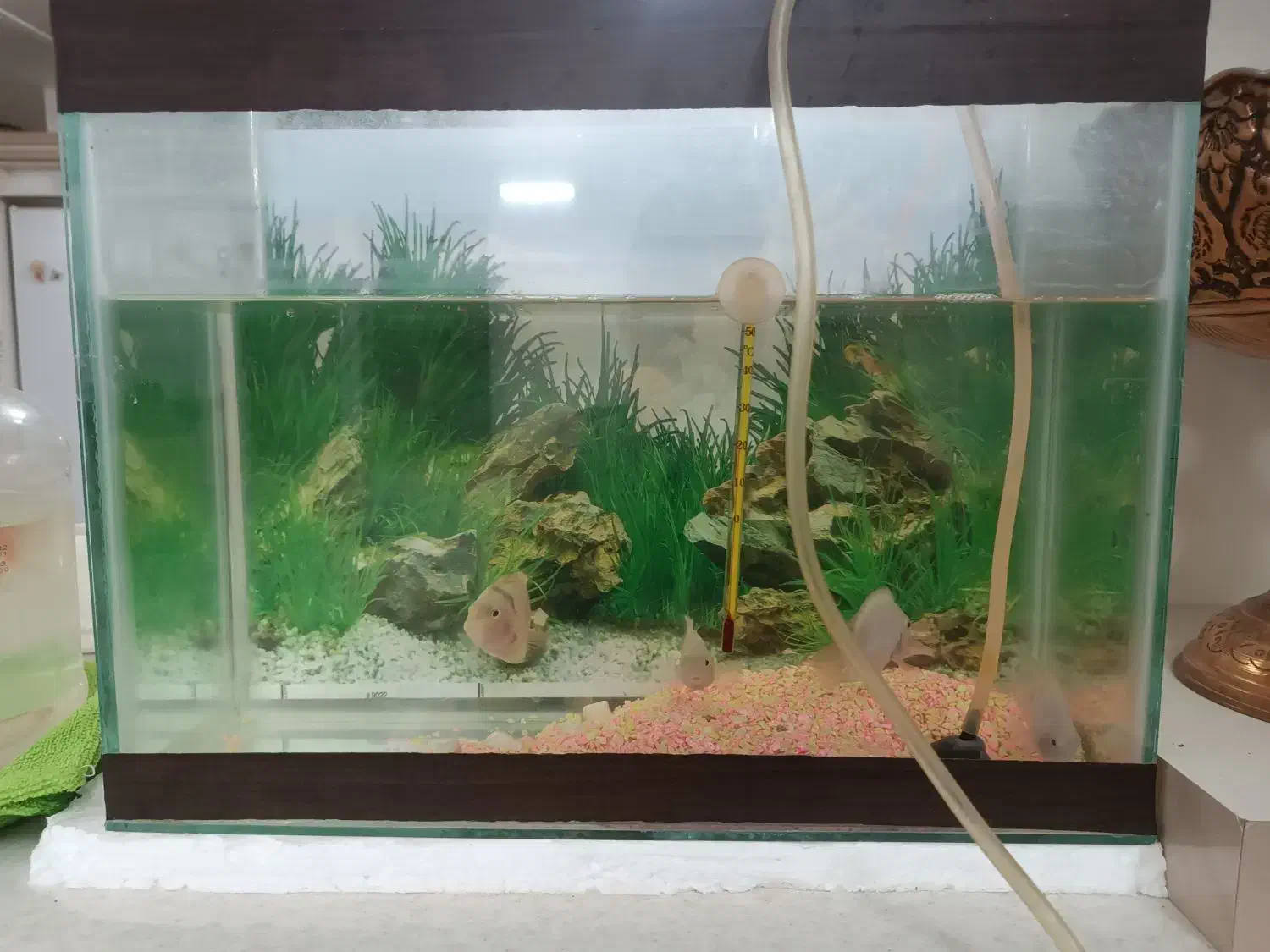 ماهی معاوظه با کفتر|ماهی|تربت جام, والفجر|دیوار