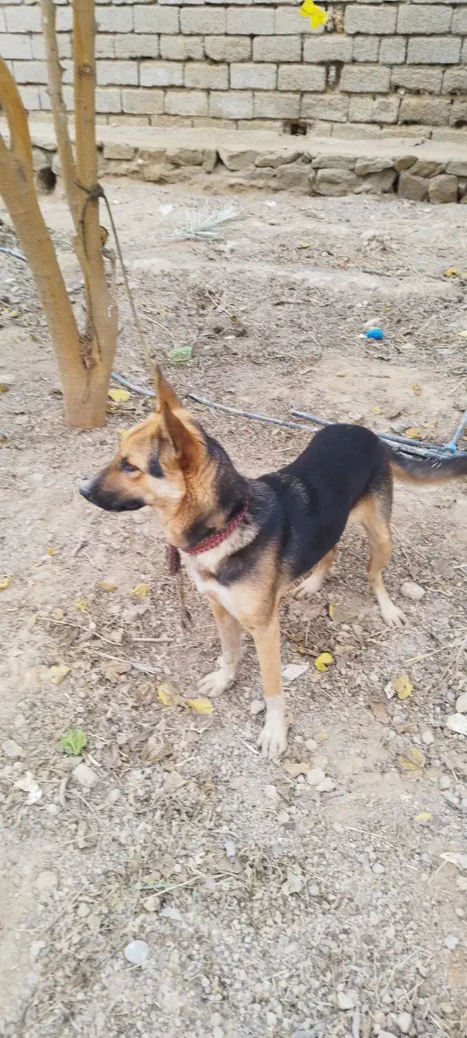 سگ ژرمن ماده ۶ماهه واگذاری|سگ|اهواز, کوی فرهنگیان ۱|دیوار