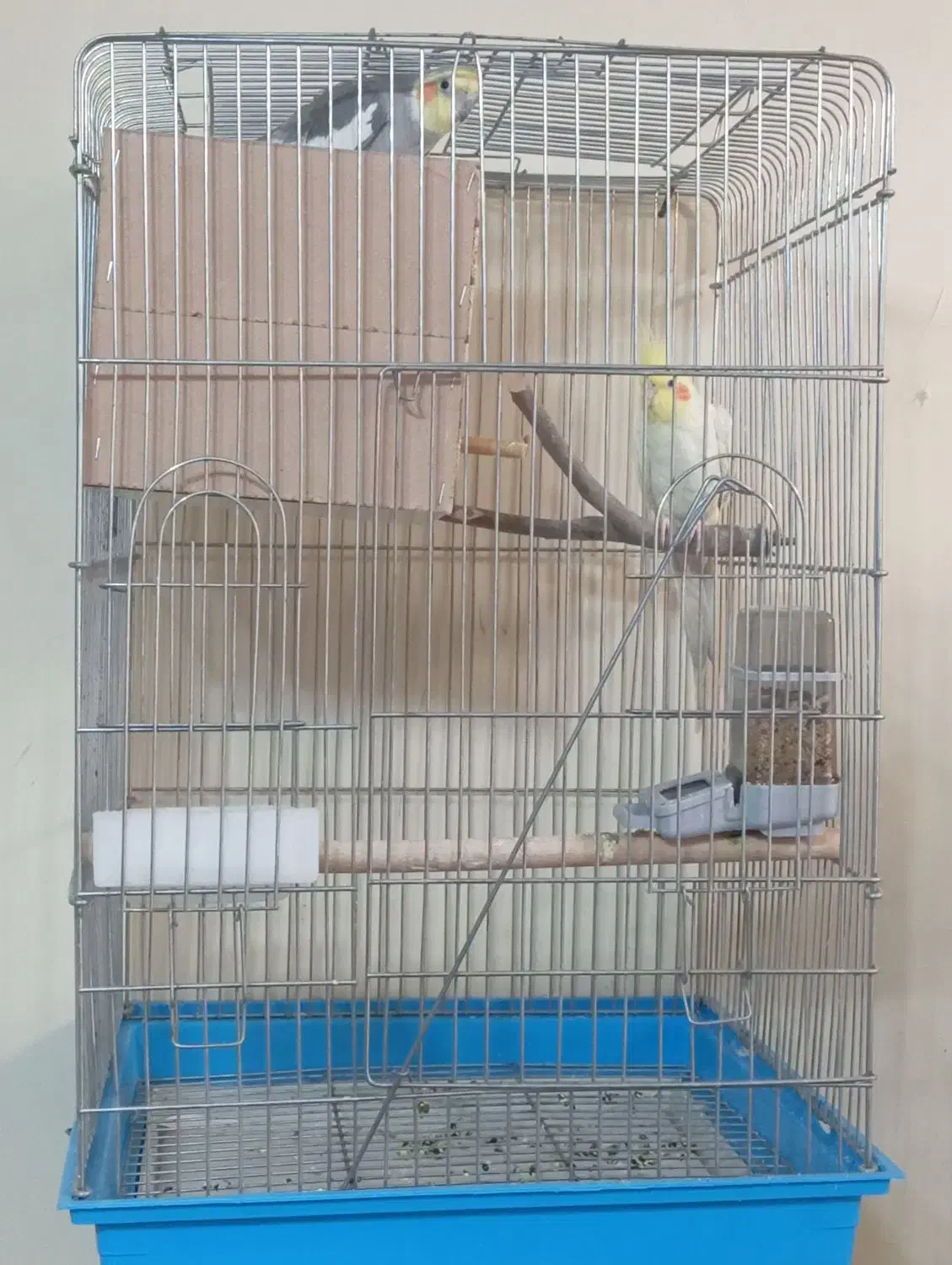 عروس|پرنده|تهران, صفا|دیوار