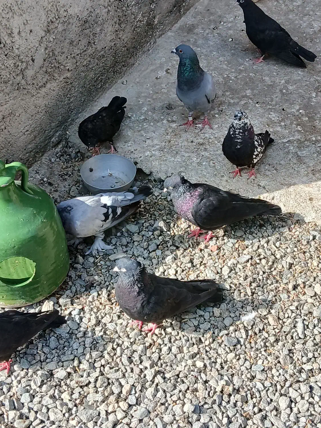 کبوتر|پرنده|کهنوج, |دیوار