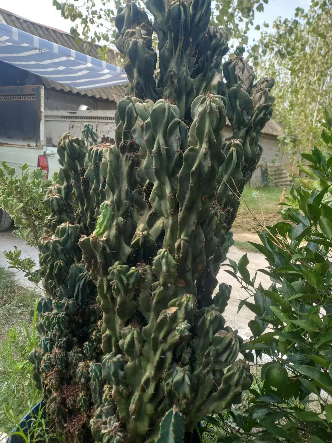 کاکتوس صخره‌ ای|گل و گیاه طبیعی|تولم شهر, |دیوار