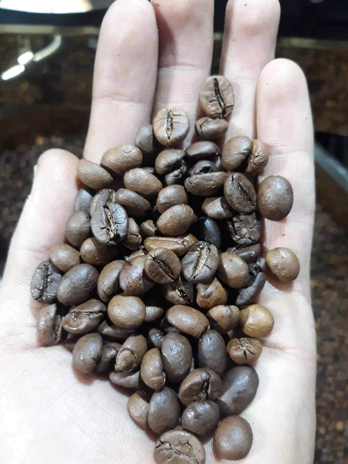 قهوه تازه رست بدون سنگ مناسب دکه و مارکت|عمدهفروشی|ساوه, |دیوار