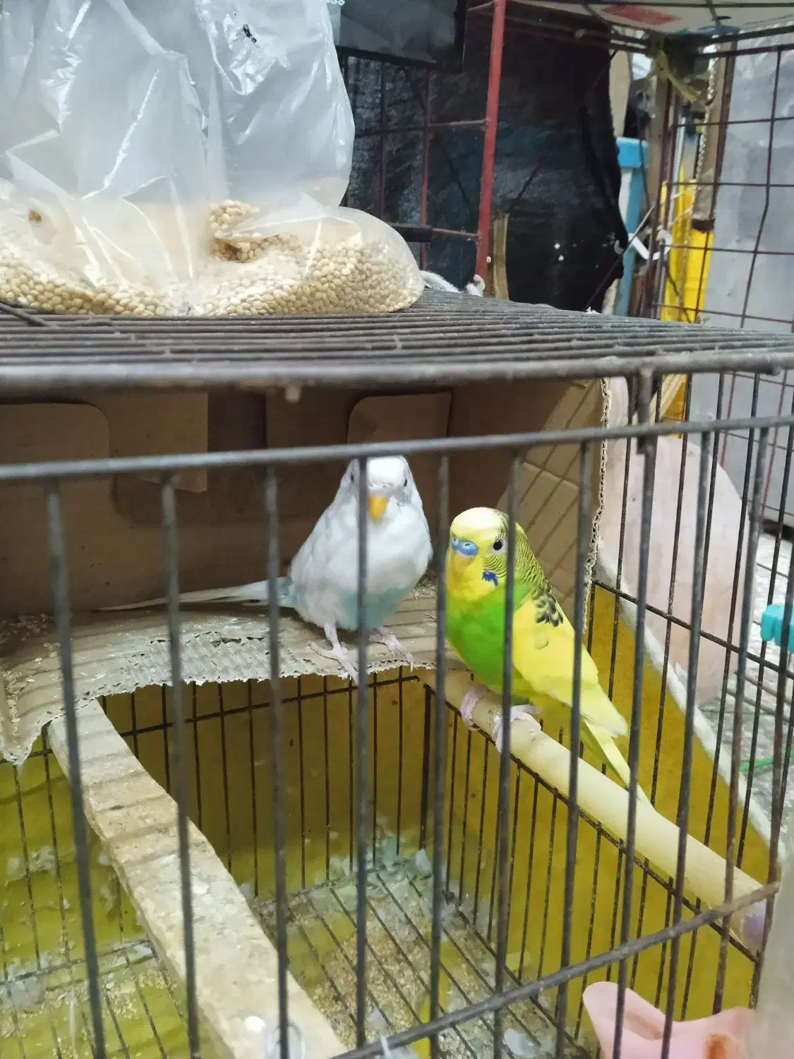 مرغ عشق|پرنده|آستانه اشرفیه, |دیوار