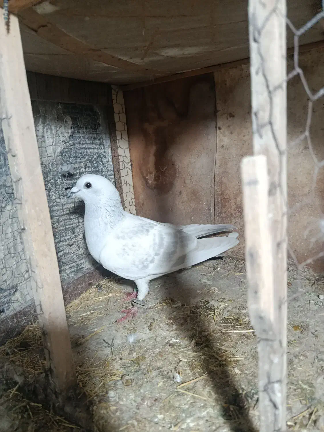 فروش کفتر|پرنده|خوسف, |دیوار