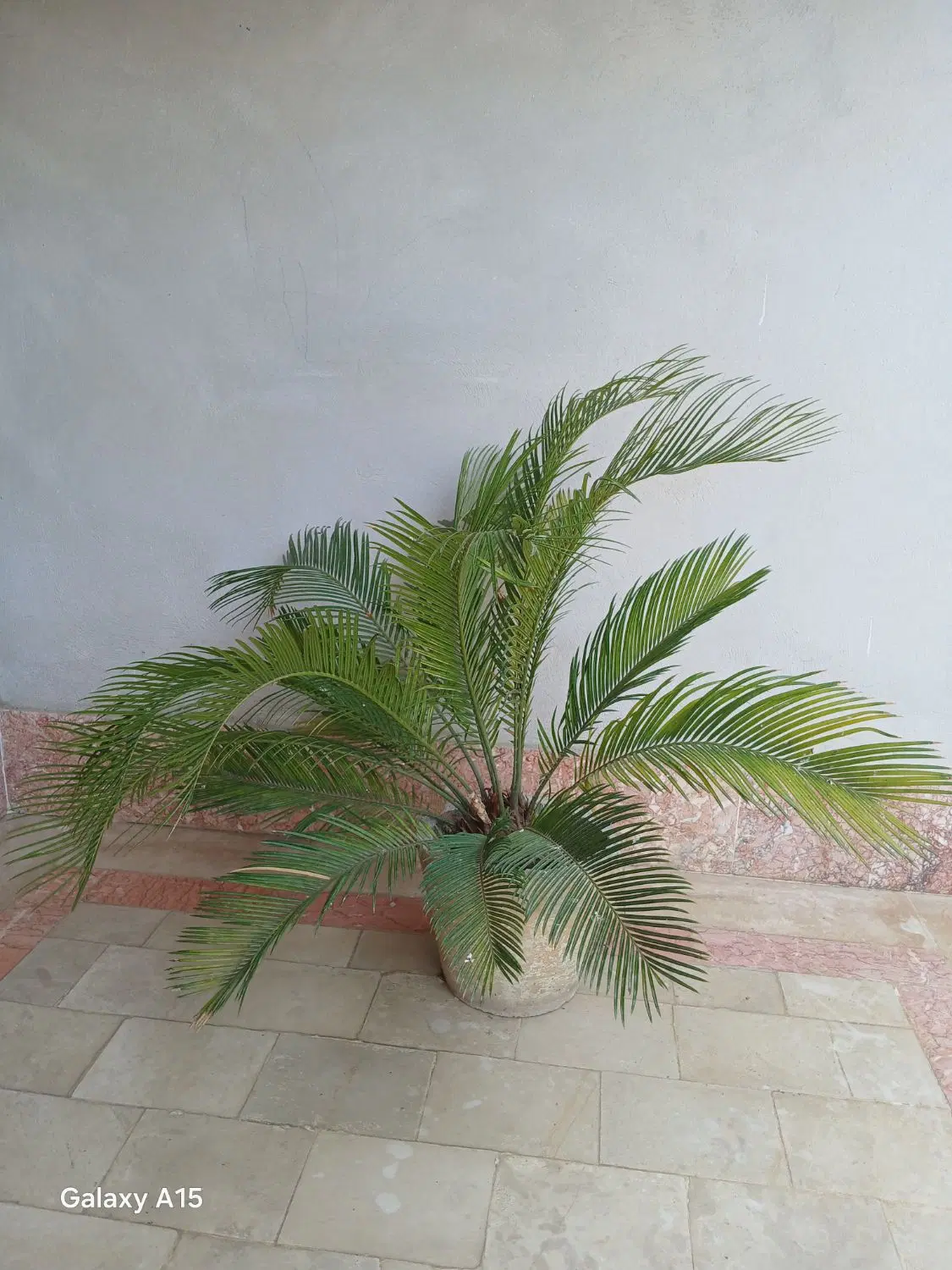 سیکاس|گل و گیاه طبیعی|گرگان, |دیوار