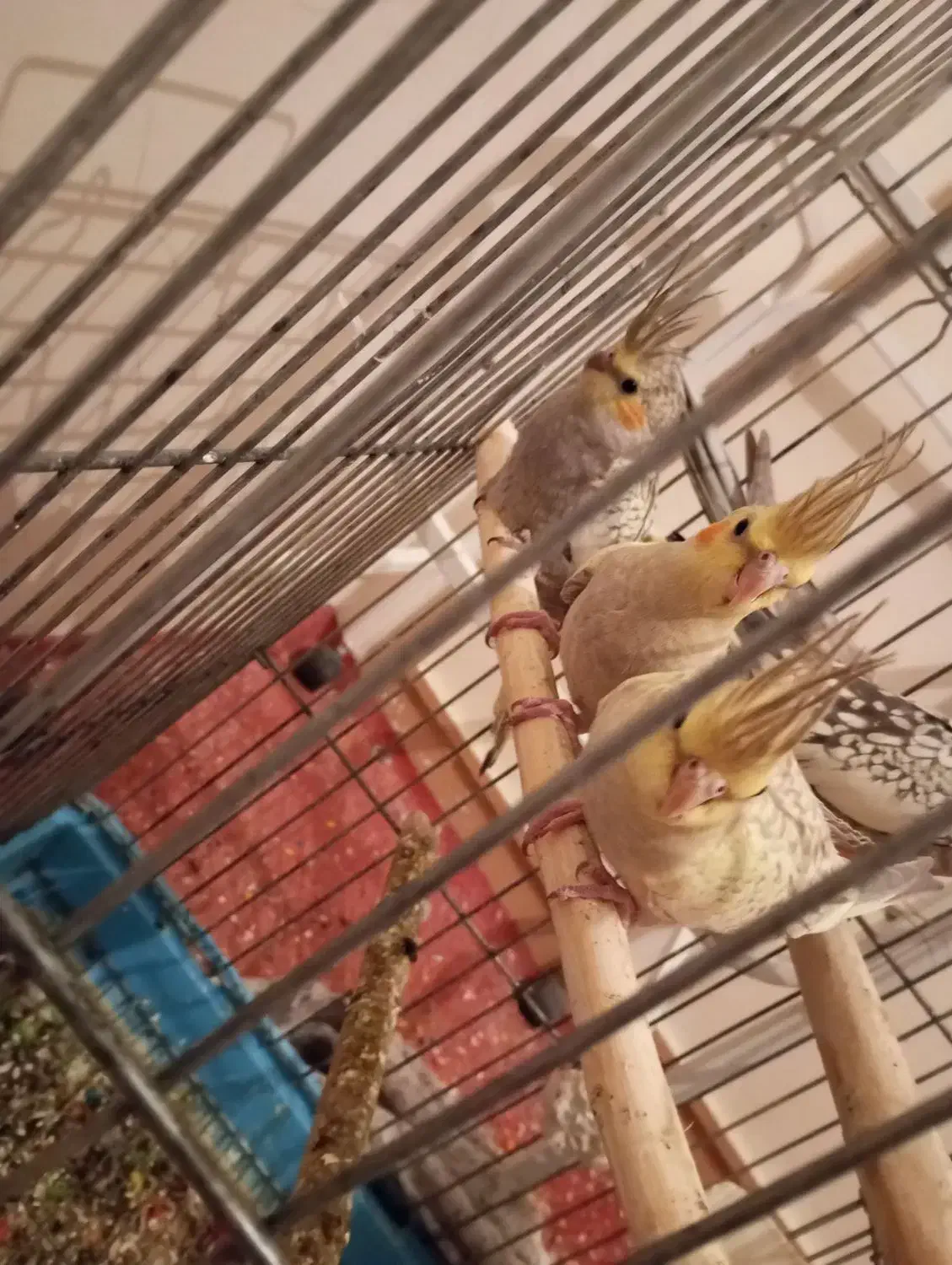 عروس هلندی|پرنده|ری, ظهیرآباد|دیوار