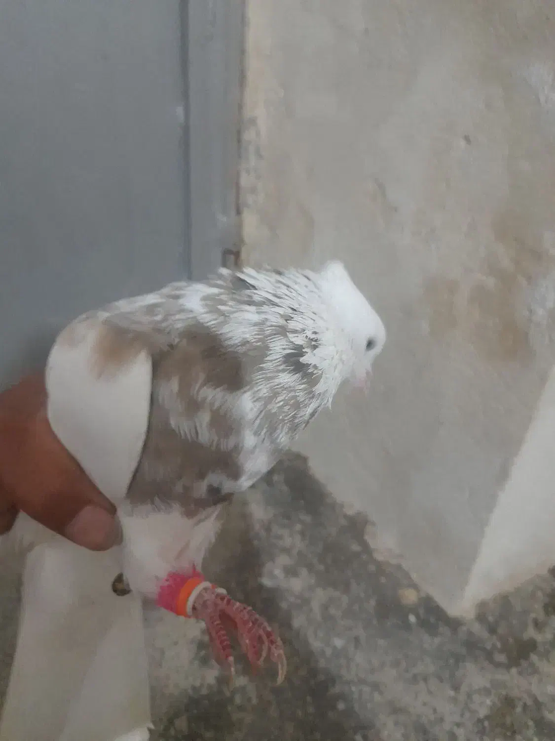 فروش 1نر اجری|پرنده|لامرد, |دیوار