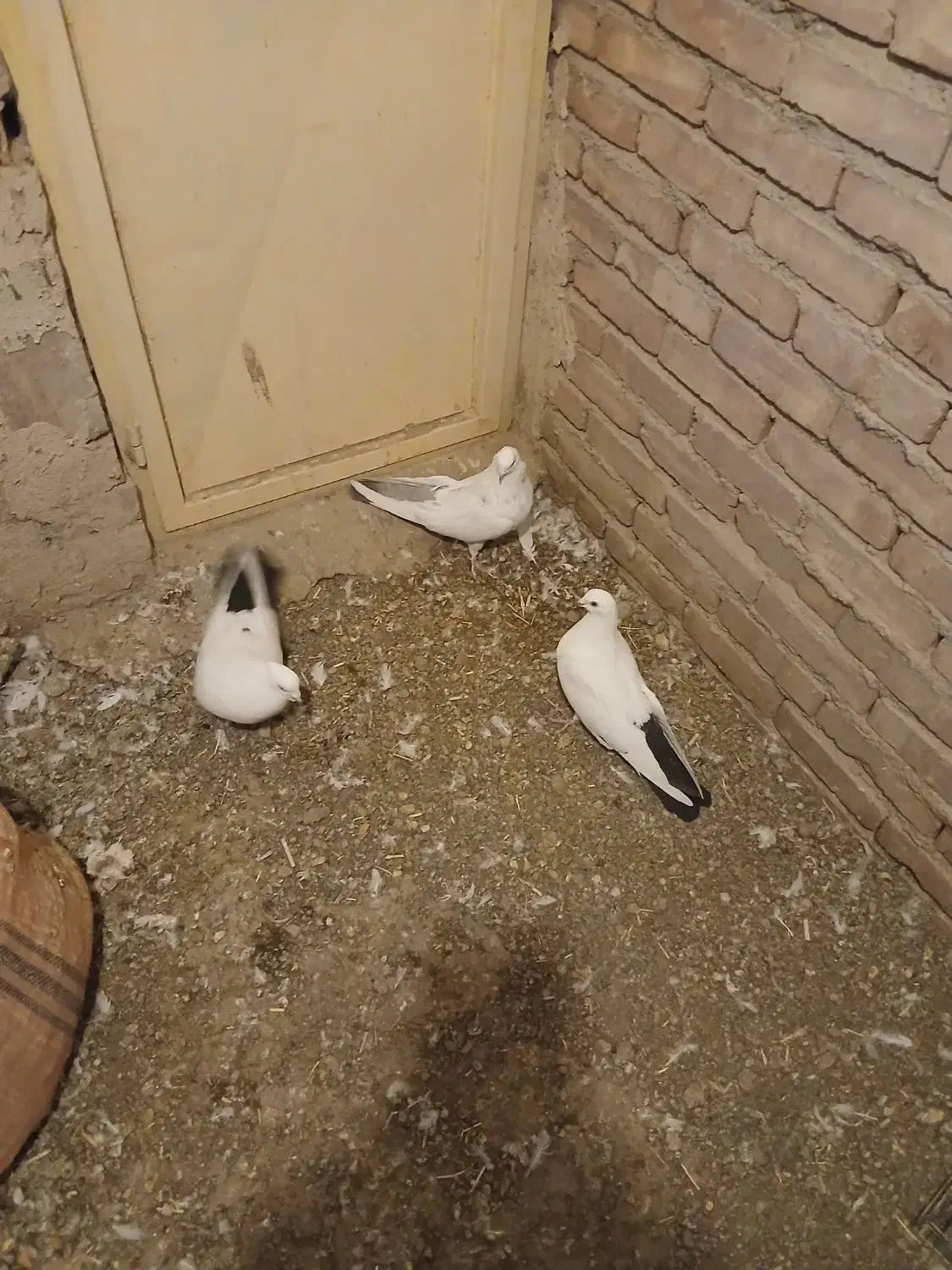 کبوتر|پرنده|ایلخچی, |دیوار