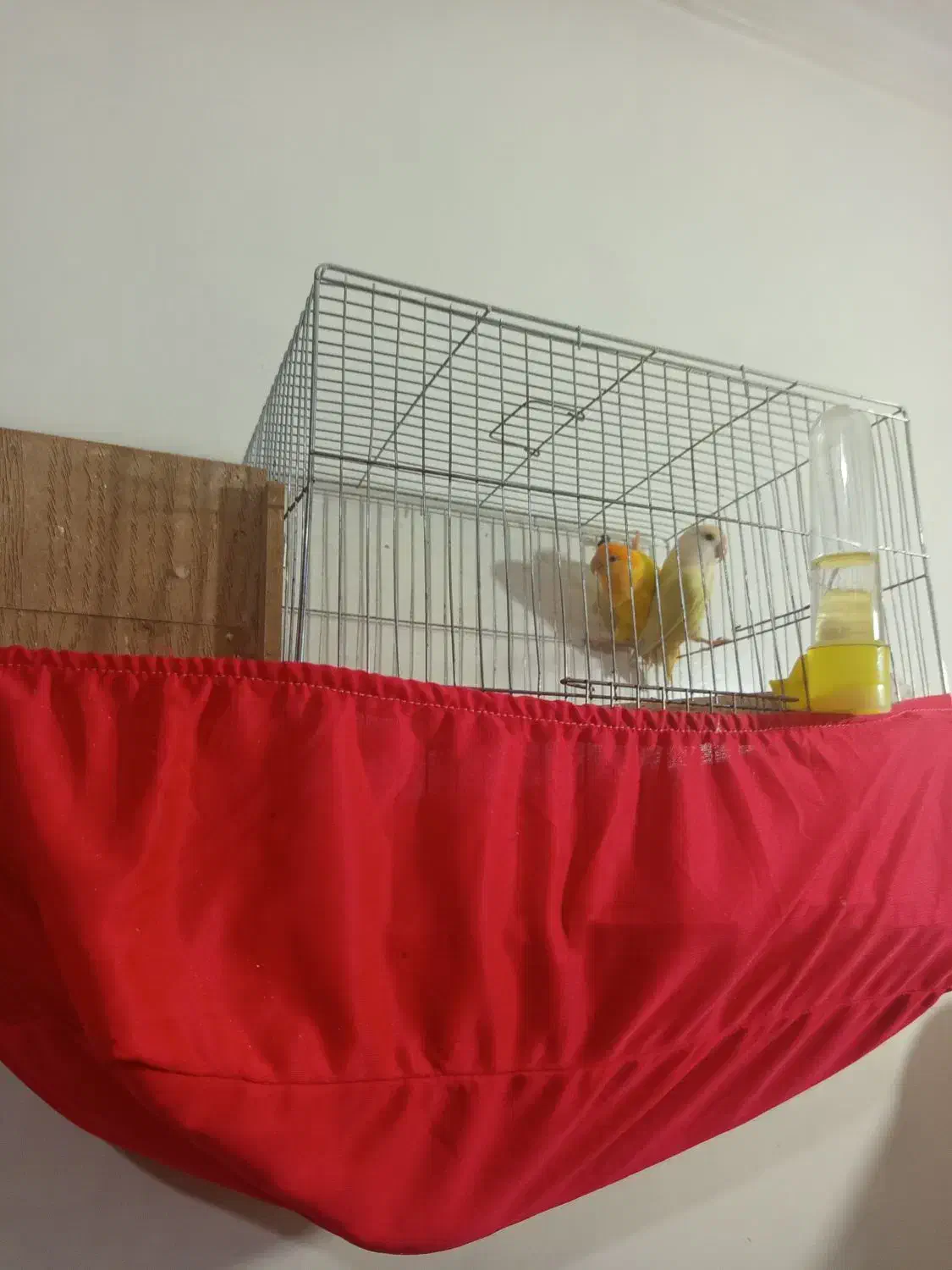 جفت برزیلی مولد|پرنده|ارومیه, |دیوار